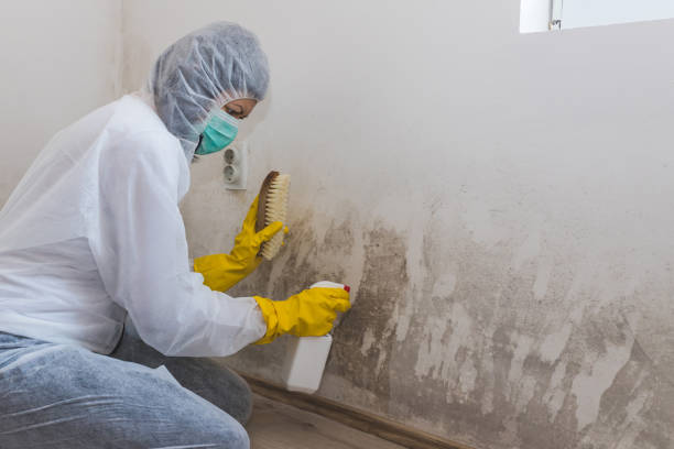 Best Fast Mold Removal  in Country Club Hills, MO