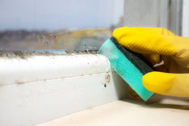 Best Commercial Mold Removal  in Country Club Hills, MO