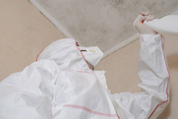 Best Best Mold Removal Companies  in Country Club Hills, MO