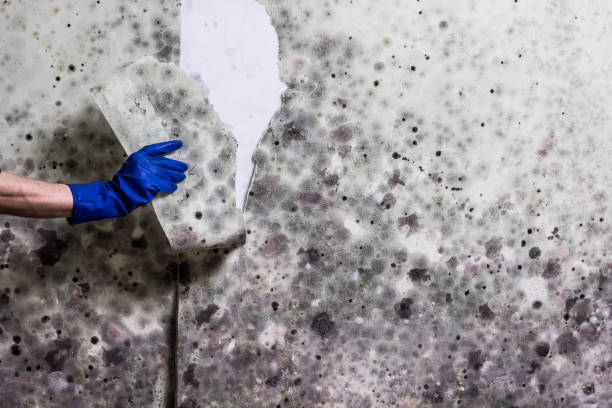 Best Emergency Mold Removal  in Country Club Hills, MO